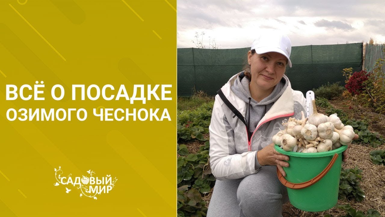 Очень подробно о посадке озимого чеснока в зиму