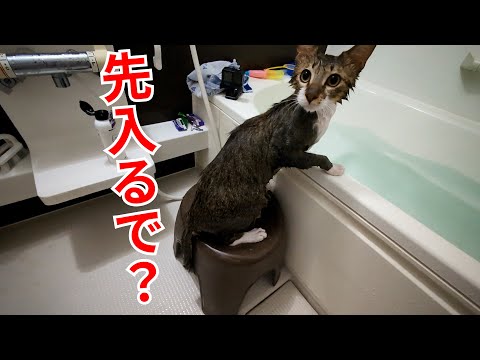 もう勘弁してくれ…猫に最高級シャンプー風呂に入れたら温泉にでくつろぐ親父のようだった件