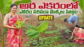 పక్క స్థలం లో వేసిన మొక్కలు 100% బ్రతికి పెద్దవయ్యాయి/Garden Update  @MADGARDENER  #plants  #garden 