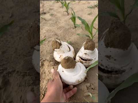 Menemukan jamur dalam tanah #shortvideos