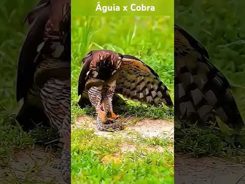 Duelo entre águia e serpente - Quem leva a melhor?