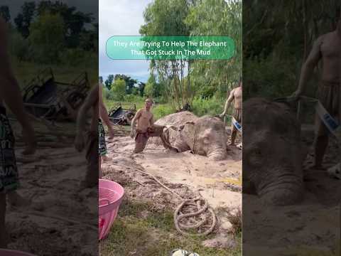 Big Elephant Got Stuck In The Mud #elephant #help