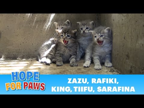 Lion kings and queens born in a storm drain - rescuer leaves screaming! #kitten