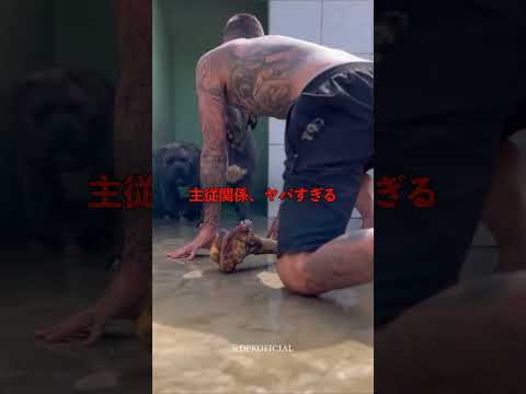 ピットブルがやばすぎる#ピットブル #癒し動画