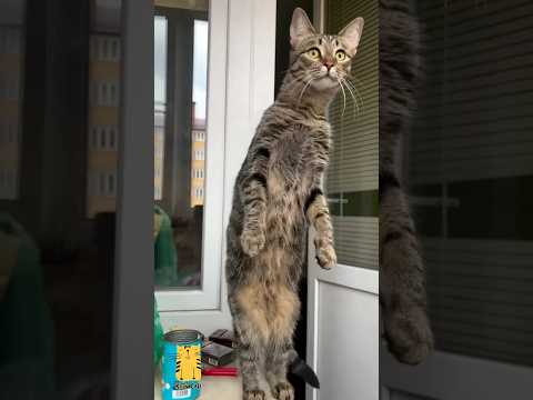 Funny Cat & Cute Kittens597😻 #shorts #kucing #kucinglucu #funny #pet #cat #foryou #viral #viralvideo