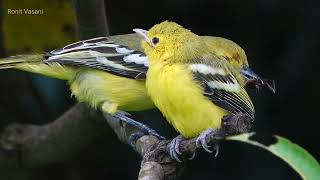 common iora baby bird
