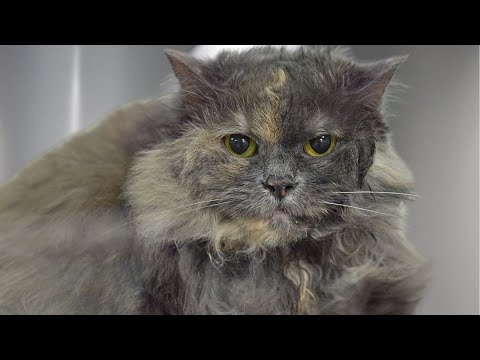 The Most Beautiful Cat Groom Ever...With an Unexpected Twist 😅