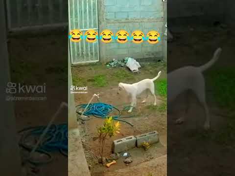 Lascou tudo 😂🤣😂