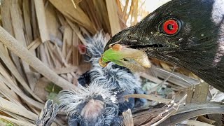 Inside of the greater coucal bird's mouth has a beautiful color @AnimalsandBirds107 