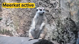 The Meerkat: Small Guardian of the Desert