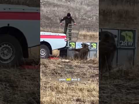 рднрд╛рд▓реВ рдХреЗ рдмрд╛рд░реЗ рдореЗрдВ рд▓реЛрдЧреЛрдВ рдХреА рдЧрд▓рдд рдлреЗрдореАред | People's Misconceptions About Bears. | #bear #bhalu | #shorts