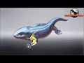 Evolutionary Changes in Vertebrates