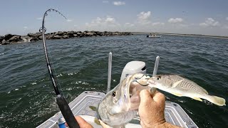 Solo Fishing with Big Live Baits (Catch & Cook)