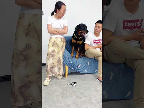 一坨的心情就像是坐上了过山车#罗威纳护卫犬 #pets#向威和一坨#罗威纳护卫犬#rottweiler#一坨#向威