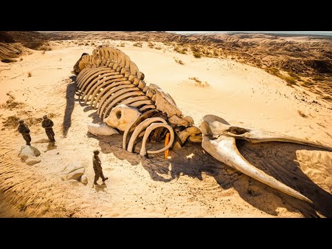 A Maior Criatura Marinha de Todos os Tempos Encontrada no Deserto