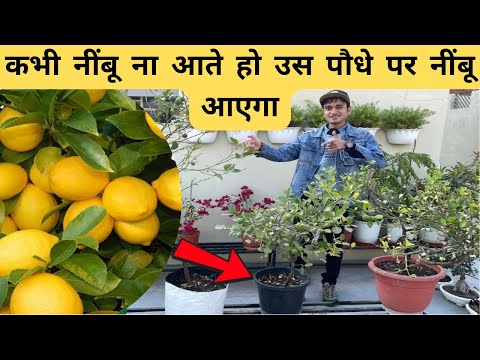 Best Low Cost Lemon Fertilizer Which i  use To Get Bumper Lemons 🍋