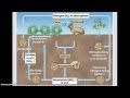 Exploring Biogeochemical Cycles: Nitrogen, Carbon, and Phosphorus