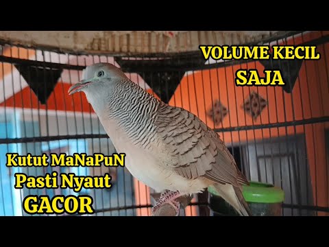 Perkutut Lokal Gacor Suara Besar Pancingan Burung Perkutut Agar Cepat Bunyi