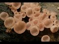 Microscopic Organisms and Soil Ecology