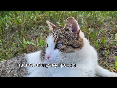 Странная шкатулка гренни. Что произошло?