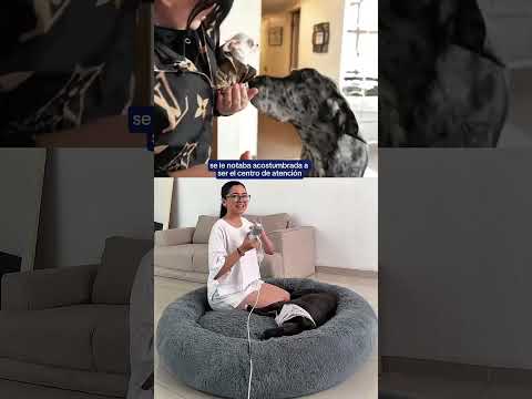¡Se juntaron el perro más GRANDE y el más PEQUEÑO del mundo!