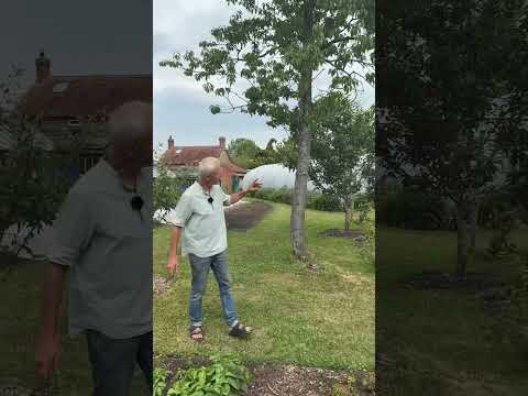 How I Water Veg in a Dry June – No Dig Garden Update