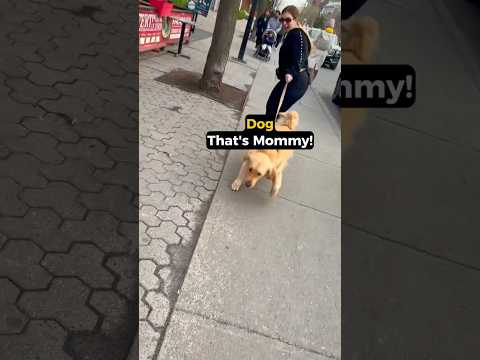 Poor Dog Sitter Couldn't Handle This Dogs Love🥰