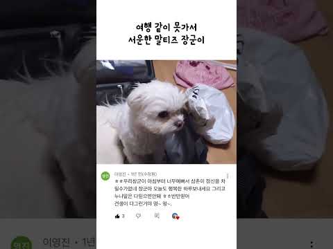 끝까지 보세요 깜짝놀람 #말티즈 #장군이 #shorts