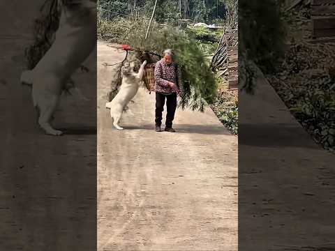 so cute dog videos #dog #cute #shorts #funny