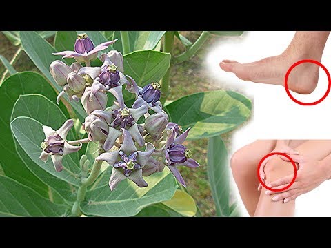 குதிகால் வலி, மூட்டு வலி குணமாக்க அத்புதமான மருத்துவம் | Joint pain home remedies