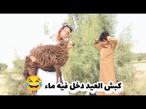 شاهد كبش العيد دخل فيه ماء ومات 😂🔥 كوميدي 2025