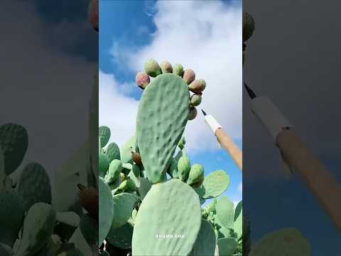 This man is preserving the fruit of a cactus tree 😱