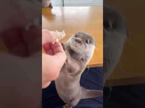 カワウソにこんなおねだりされたら絶対断れない　Otters Begging for Treats #Shorts
