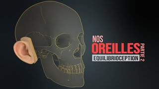 Comment fonctionne l'oreille humaine ! Partie 2 - Sens de l'équilibre (Animation)