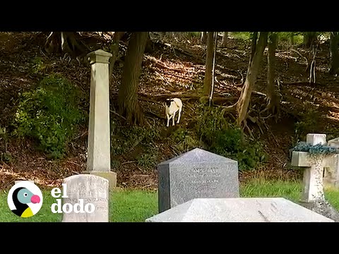 Oveja perdida llamada Oracle ha estado viviendo en un cementerio | El Dodo