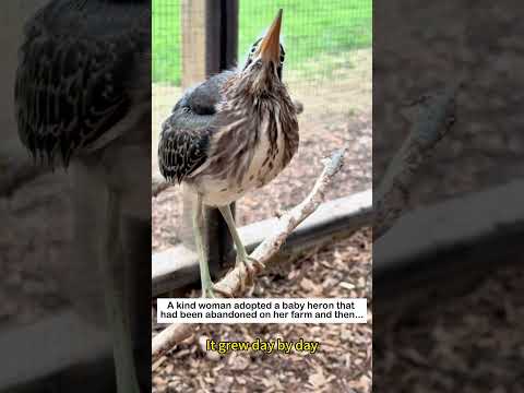 Dinosaur Encounter #birds #wildliferescue #lovestory #animals #rescueefforts #nature#heron #love