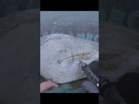 This rock contains a mystery fossil #fossil #geology #mystery #paleontology