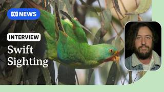 YouTube video thumbnail: Flock of Critically Endangered Swift Parrots Spotted in Australia