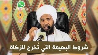 شروط البهيمة التي تُخرج للزكاة .. د. عبدالحي يوسف