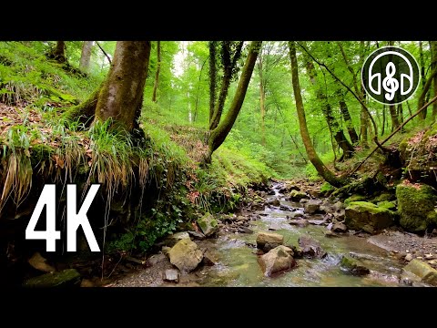 A spring forest stream accompanied by the singing of morning forest birds.