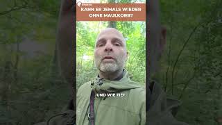 Kann ein Hund, der einmal gebissen hat, jemals wieder ohne Maulkorb unter Menschen? 🐕‍🦺😟