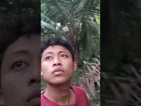 Satriya HM || nemu burung hantu || part1