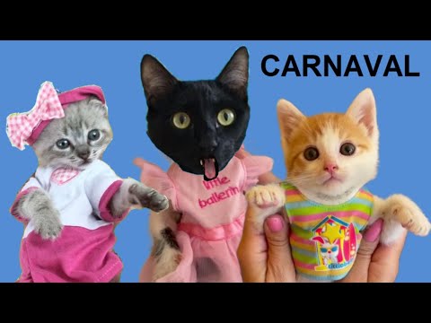 Gatito bebe se pone ropa para Carnaval 2023 / Videos de gatos graciosos Luna y Estrella en español