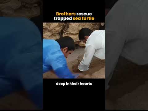 Two Brothers Save Turtle Trapped under the Rock