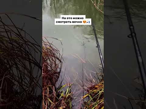 Ставь 👍🏻🔥 #рыбалка #рыбак #сом #улов #карп #карась #щука #судак #фидер #спиннинг #ловлящуки