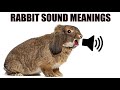 Understanding Rabbit Sounds