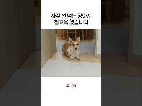 집사도 가끔 혼자있고플 때가 있다😂ㅋㅋㅋ