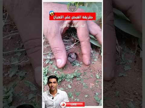 الطريقة الصحيحة للإمساك بالثعبان دون أن تؤذي نفسك أو تؤذيه 🐍✋ #shorts