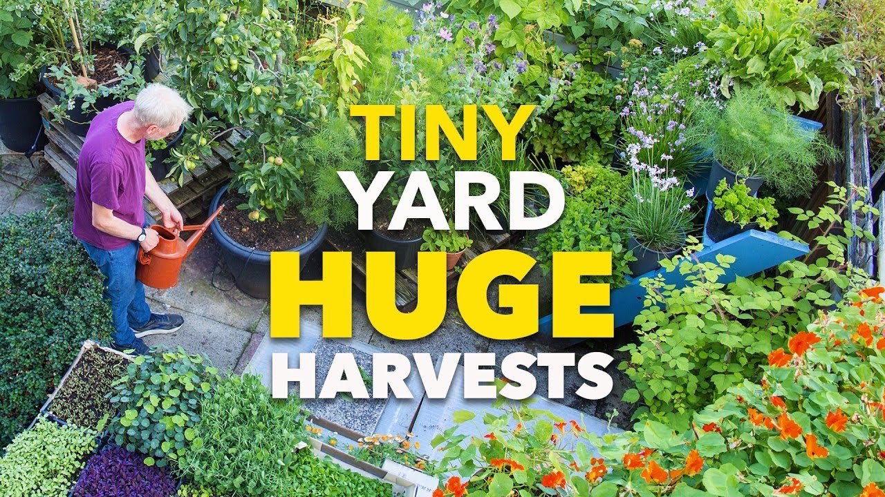 Tiny Yard Container Garden: How to Grow ,000 of Food