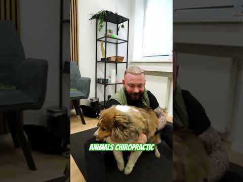 Animals Chiropractic 💚💚#asmr #dogshorts #türkiye #foryou #liebe #chiropractic #animals #love #dog
